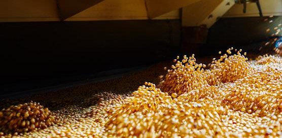 harvesting corn