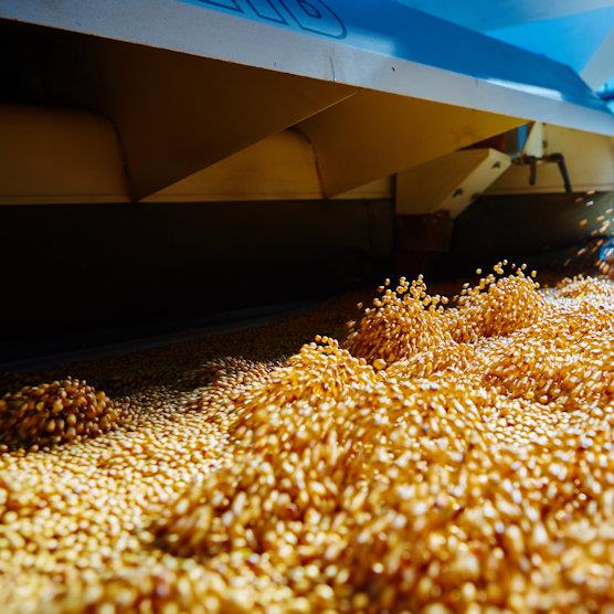 harvesting corn