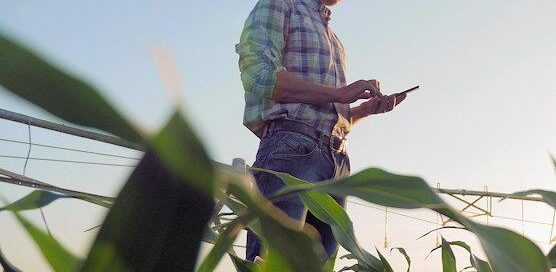 testing corn for moisture