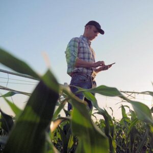 testing corn for moisture