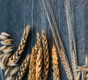 corn-belt-testing-wheat-grain-moisture