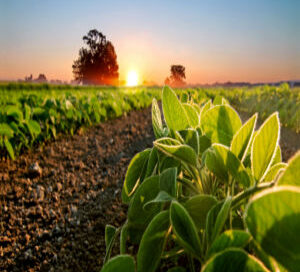 early summer farming corn belt testing