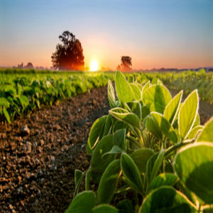 early summer farming corn belt testing