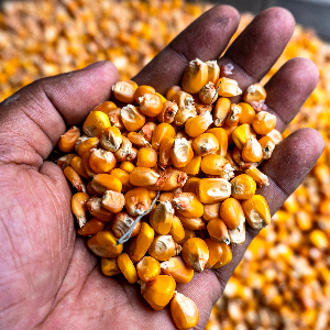 fall-harvest-corn-belt-testing